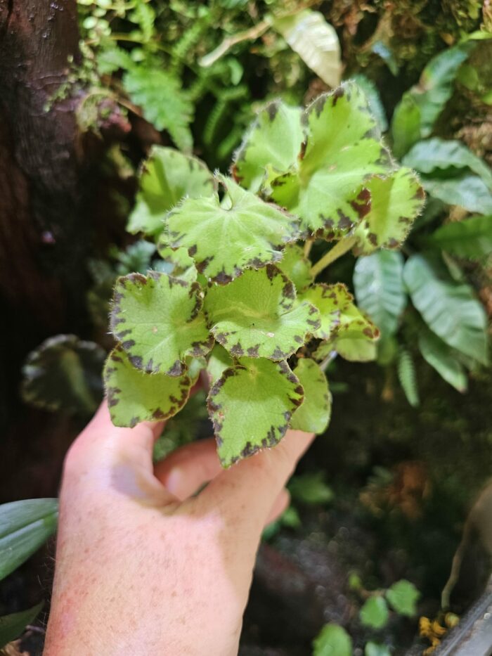 Begonia green – Image 2