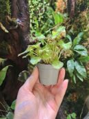Begonia green