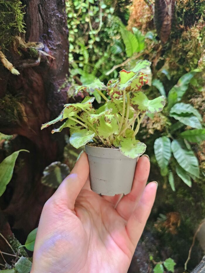 Begonia green – Image 3