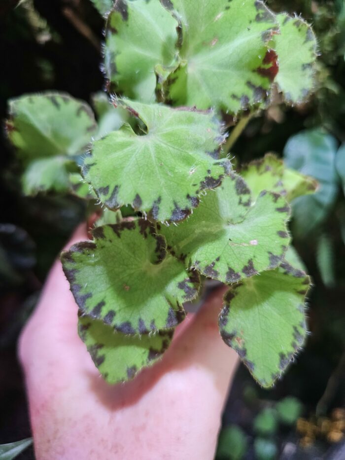 Begonia green – Image 4