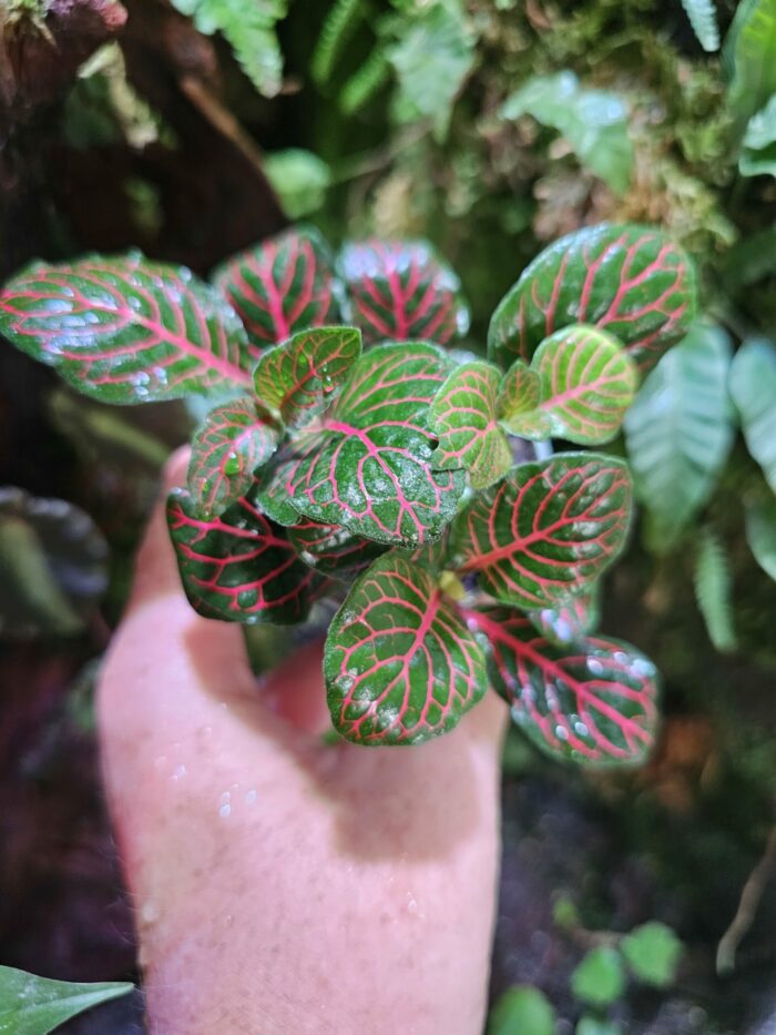 Fittonia