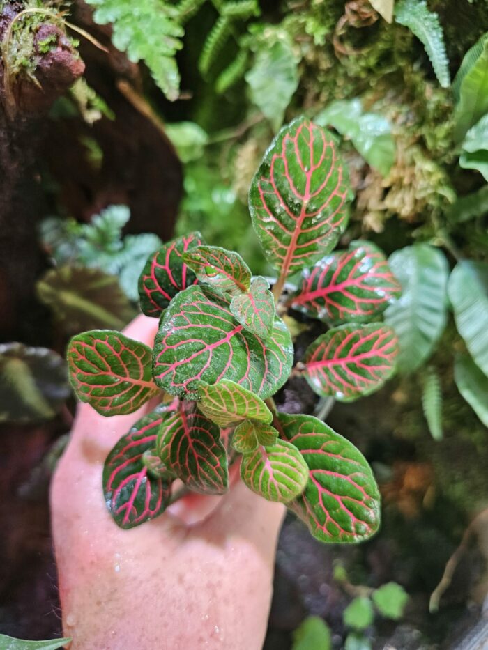 Fittonia – Image 2