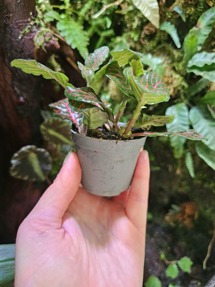 Fittonia – Image 3