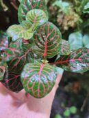 Fittonia