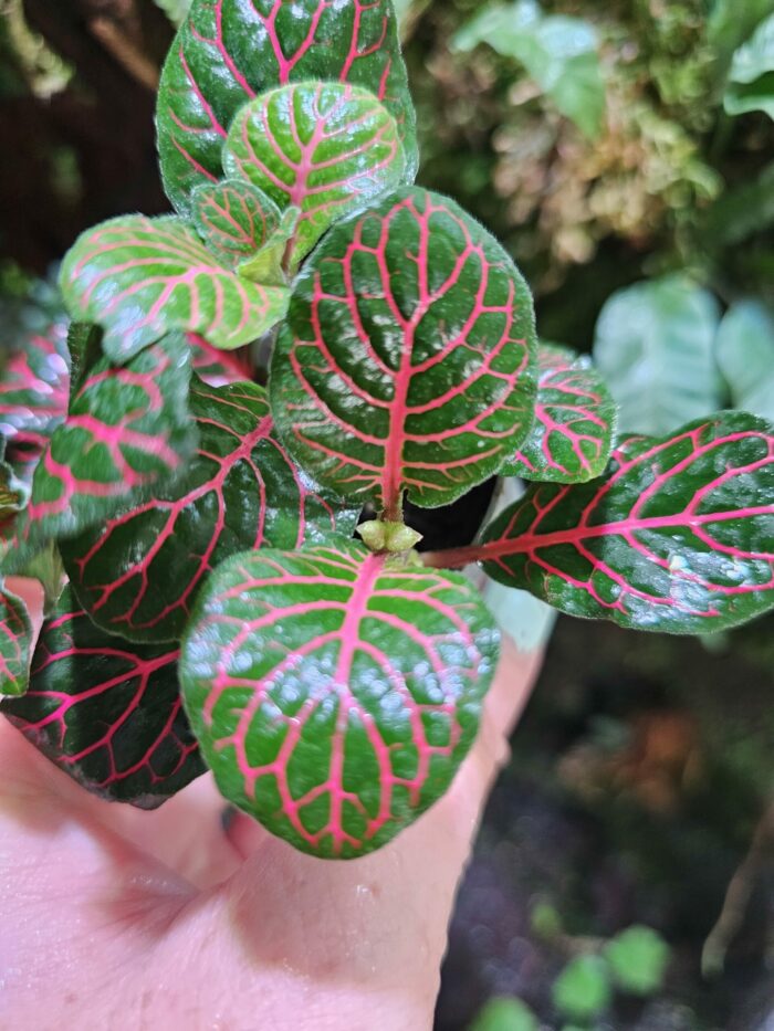 Fittonia – Image 4