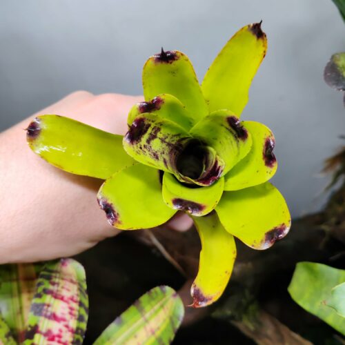 Neoregelia Cricketos