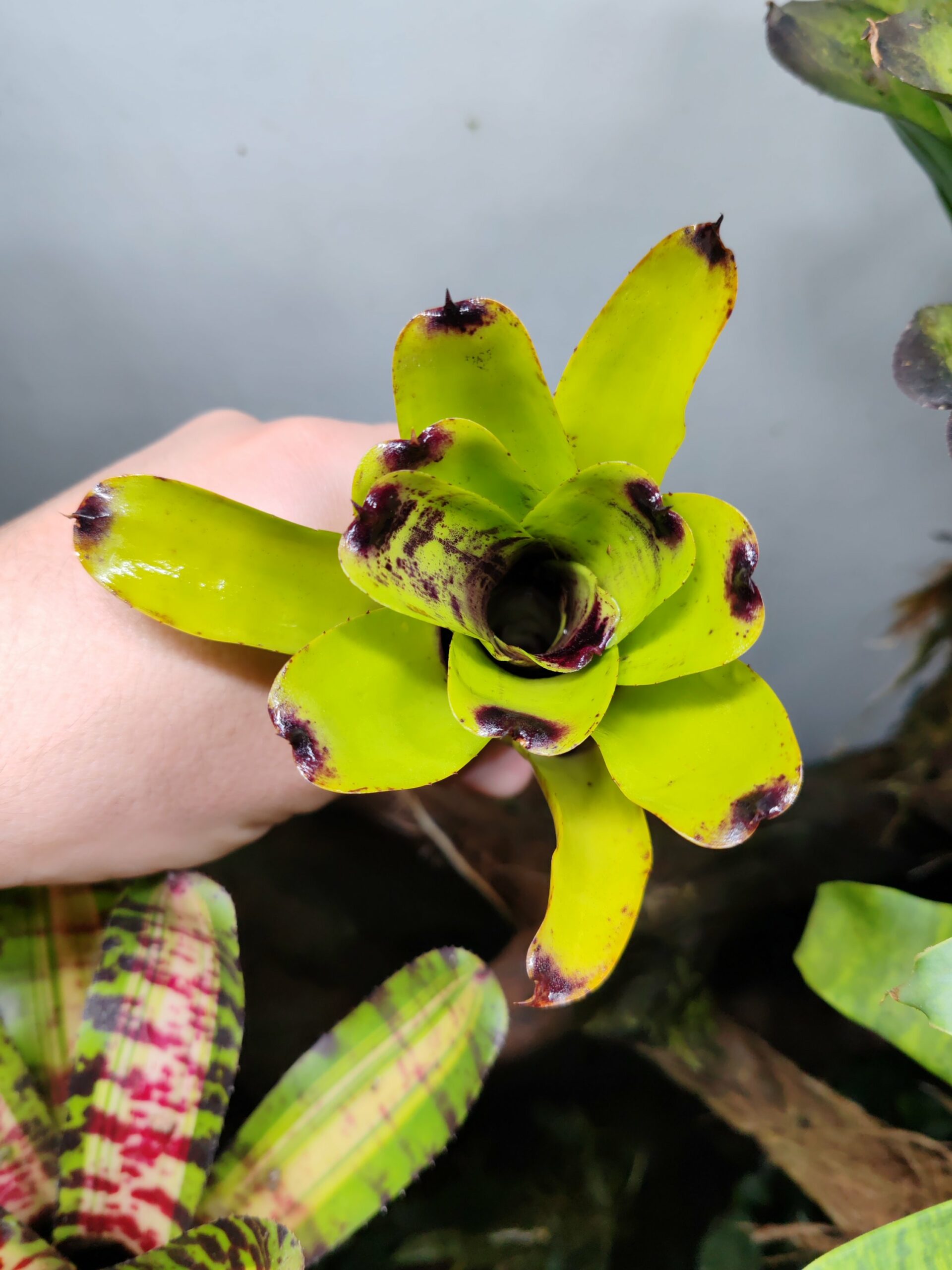 Neoregelia Cricketos