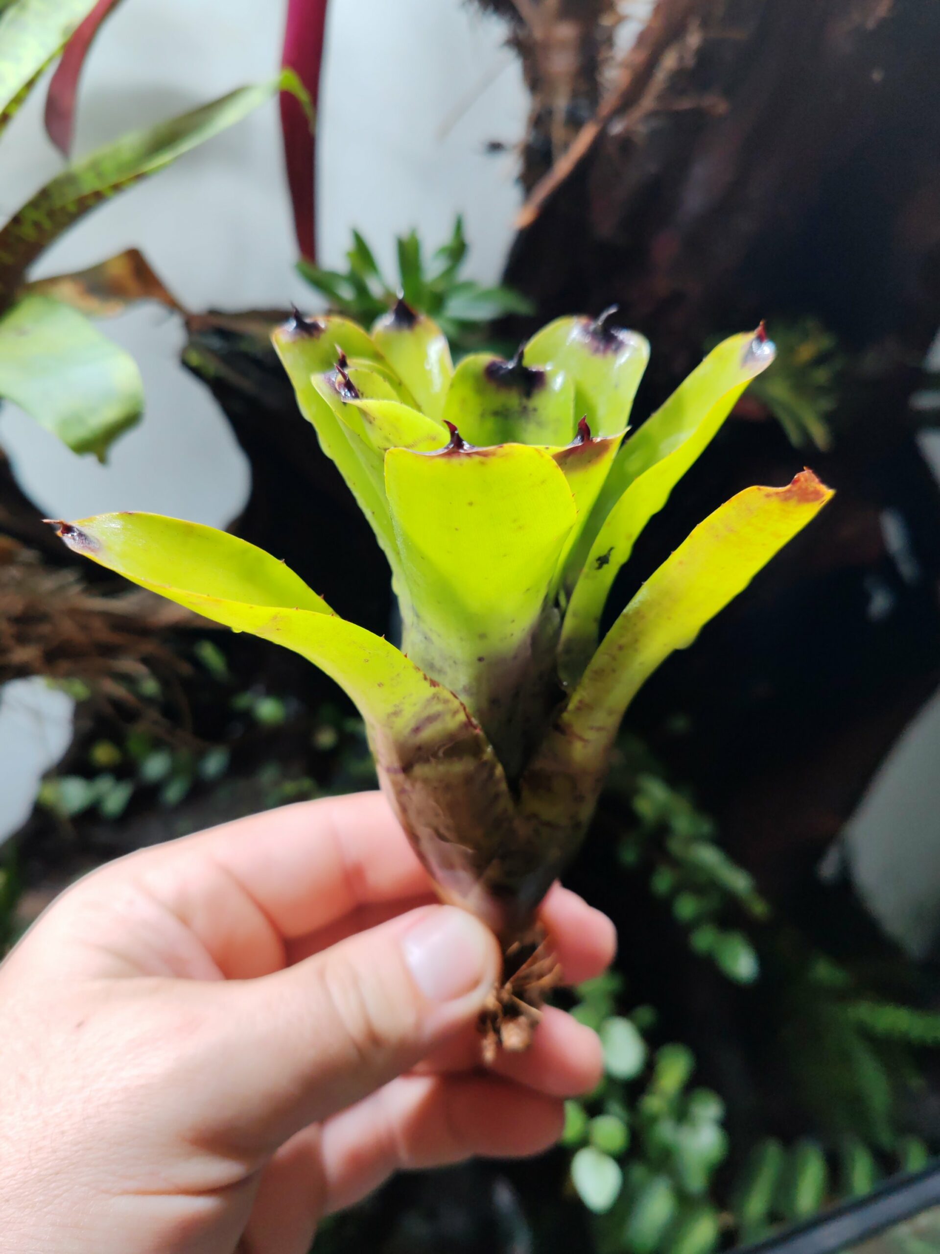 Neoregelia Cricketos – Image 2