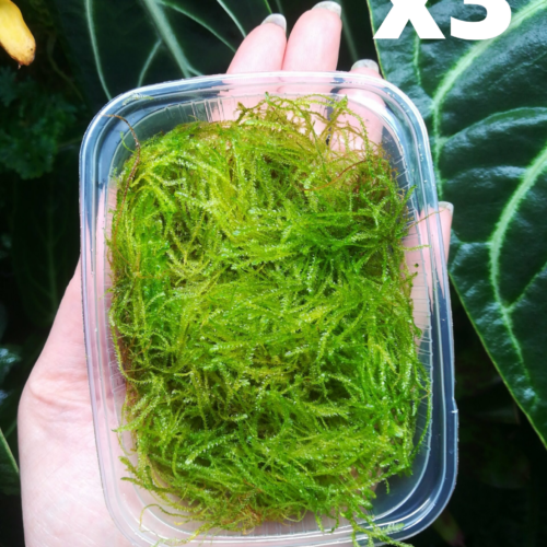 Tropica – Portion de mousse de java "Taxiphyllum Barbieri" - Lot de 3