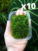 Tropica – Portion de mousse de java « Vesicularia montagnei ‘Christmas' » - Lot de 10