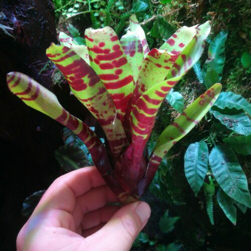 Neoregelia Cat Whiskers