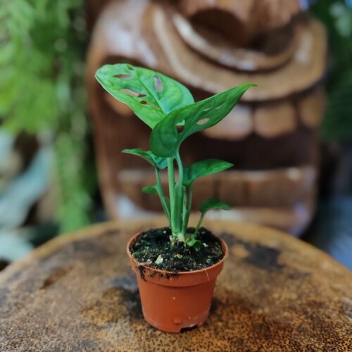 Monstera Andansonii taille S