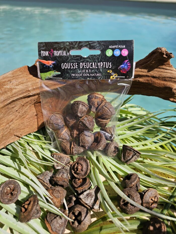 100% Naturel "Gousse d'eucalyptus" - Lot de 15