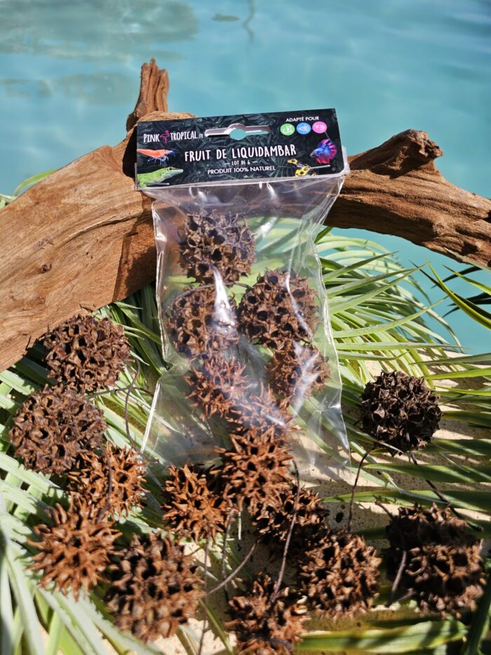 100% Naturel "Fruits de liquidambar" - Lot de 6