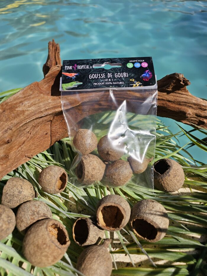 100% Naturel "Gousse de Gouri" - Lot de 5