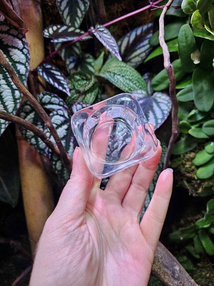 Coupelle en verre pour gecko (ou autre) à poser au sol – Image 2