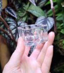 Coupelle en verre pour gecko (ou autre) à poser au sol