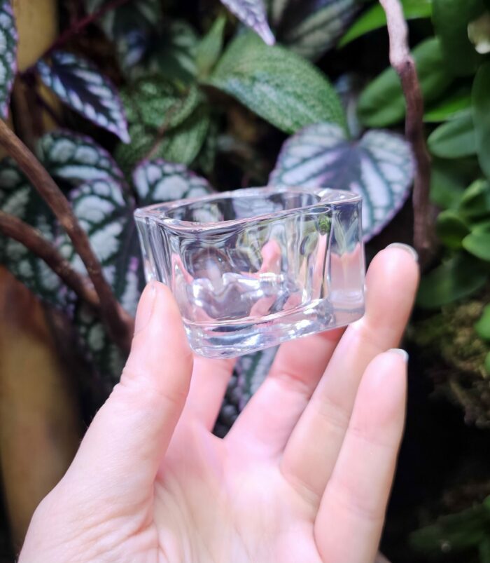 Coupelle en verre pour gecko (ou autre) à poser au sol – Image 3