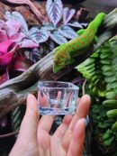 Coupelle en verre pour gecko (ou autre) à poser au sol