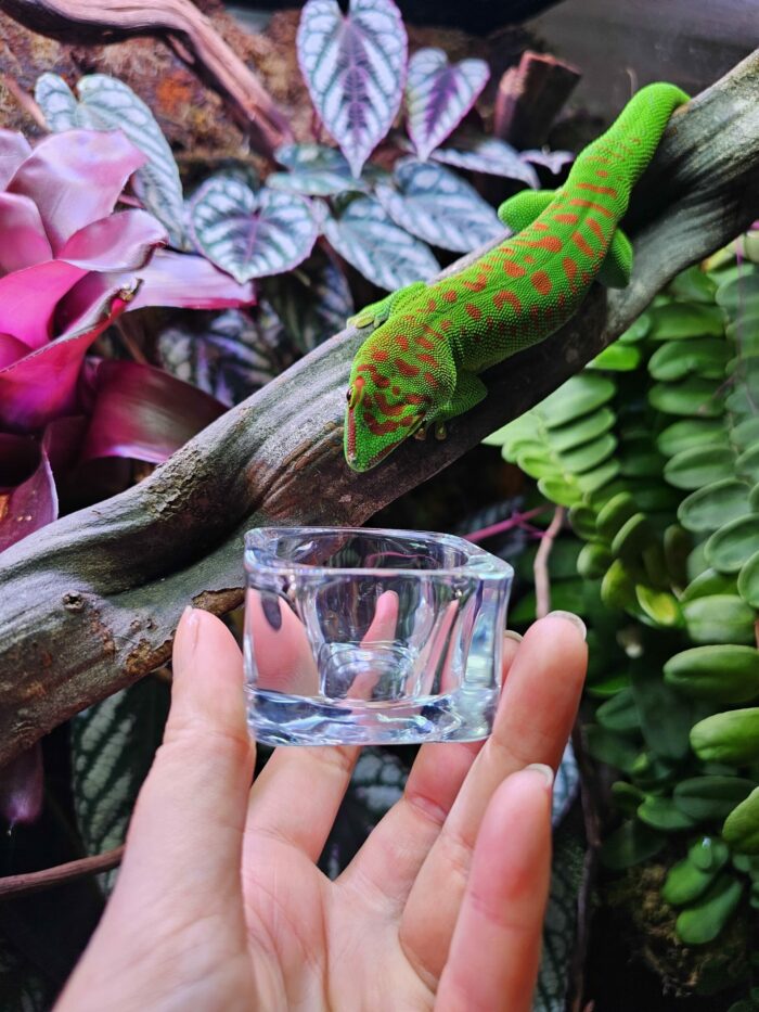 Coupelle en verre pour gecko (ou autre) à poser au sol