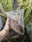 Feuilles de Eriobotrya japonica - Sachet de 1L - Quantité et taille aléatoire
