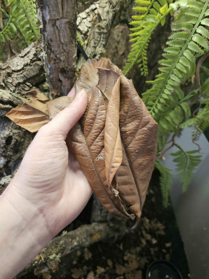 Feuilles de Eriobotrya japonica - Sachet de 1L - Quantité et taille aléatoire – Image 4
