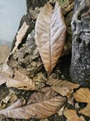 Feuilles de Eriobotrya japonica - Sachet de 1L - Quantité et taille aléatoire