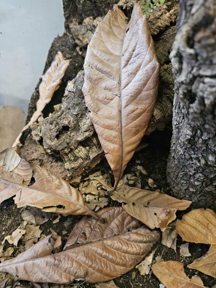Feuilles de Eriobotrya japonica - Sachet de 1L - Quantité et taille aléatoire