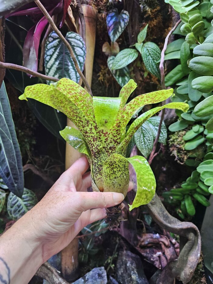 Vriesea - "Fenestralis" – Image 2