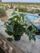 Monstera minima