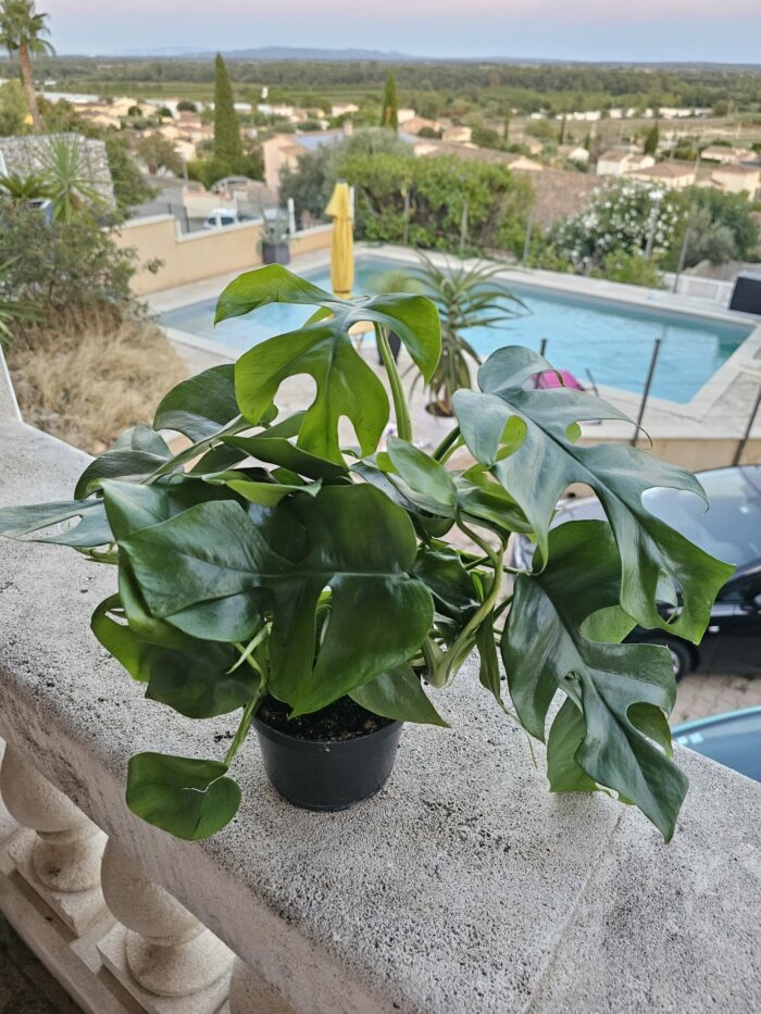 Monstera minima