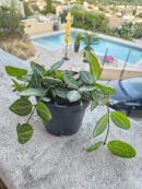 Dischidia ovata