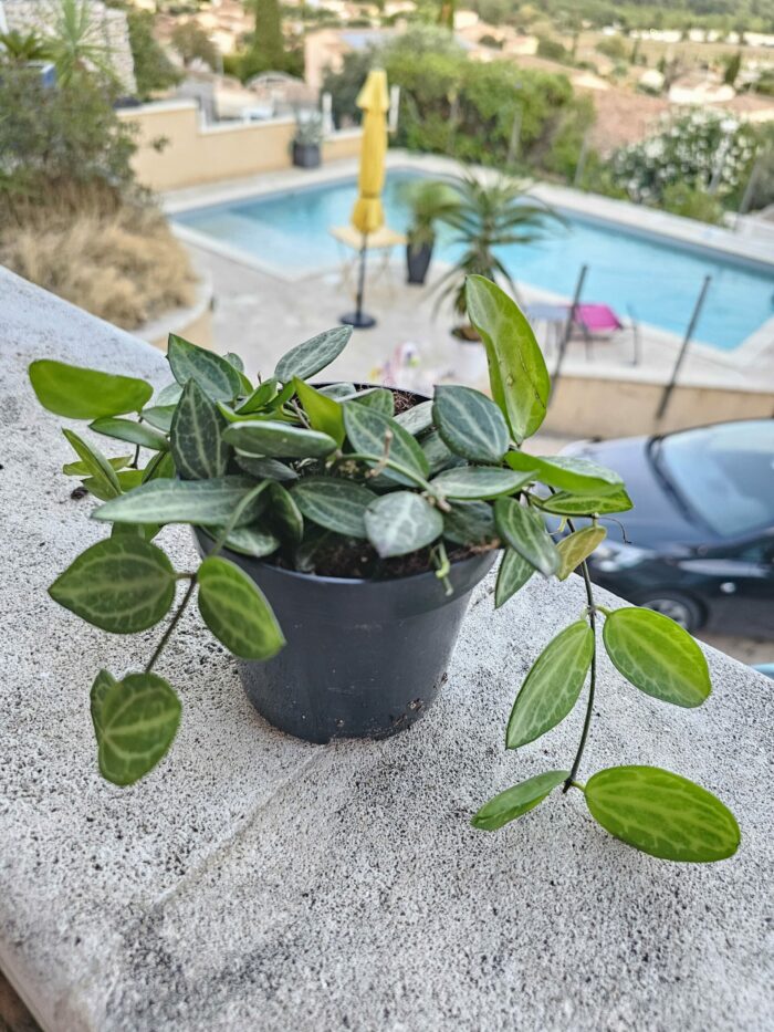 Dischidia ovata – Image 2