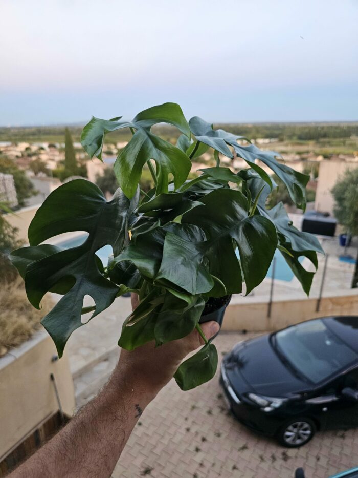 Monstera minima – Image 3