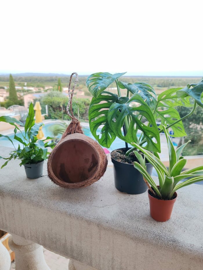 Pack NATOOURE pour "Gecko à crête" ou autre gecko tropical