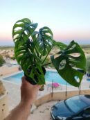 Pack NATOOURE pour "Gecko à crête" ou autre gecko tropical