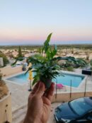 Pack NATOOURE pour "Gecko à crête" ou autre gecko tropical
