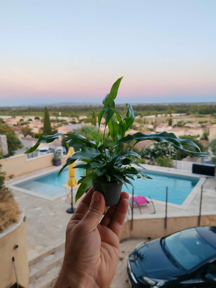 Pack NATOOURE pour "Gecko à crête" ou autre gecko tropical – Image 3