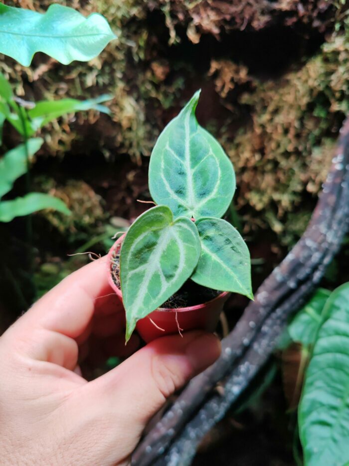 Baby Anthurium crystallinum 'Silver Blush'