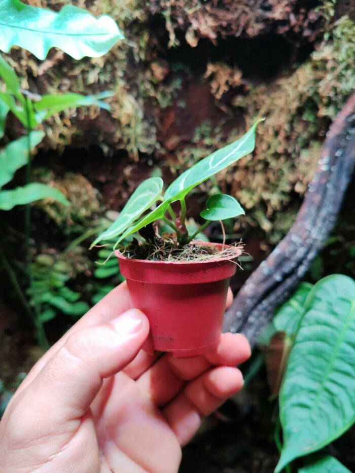 Baby Anthurium crystallinum 'Silver Blush' – Image 2