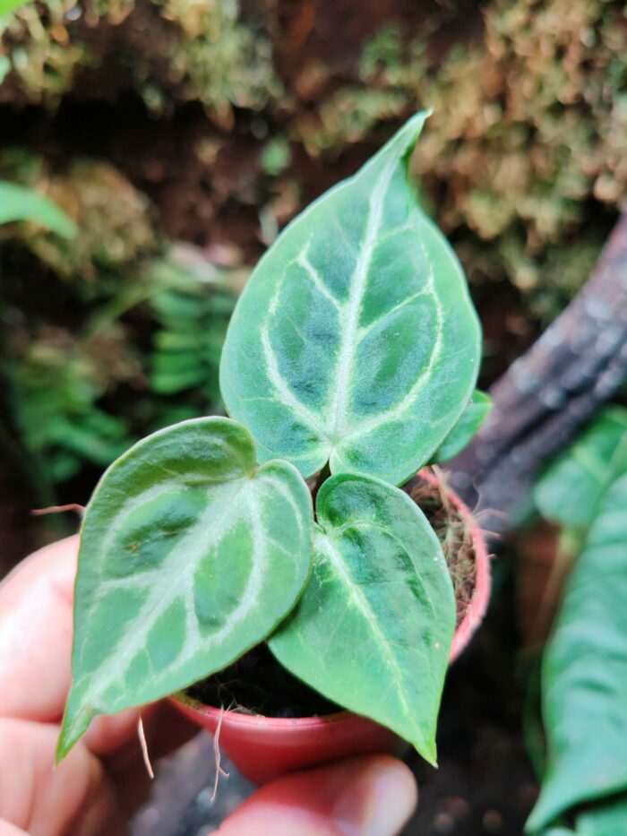 Baby Anthurium crystallinum 'Silver Blush' – Image 3