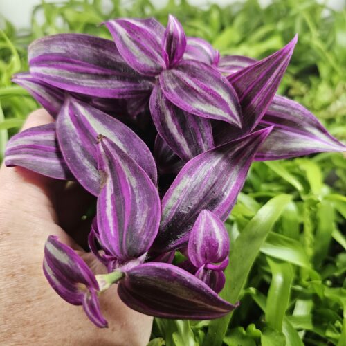 Tradescantia zebrina "Purple extrem"