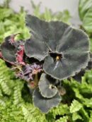 Begonia "halloween "black