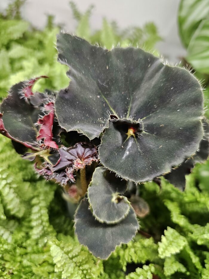 Begonia "halloween "black
