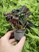 Begonia "halloween "black