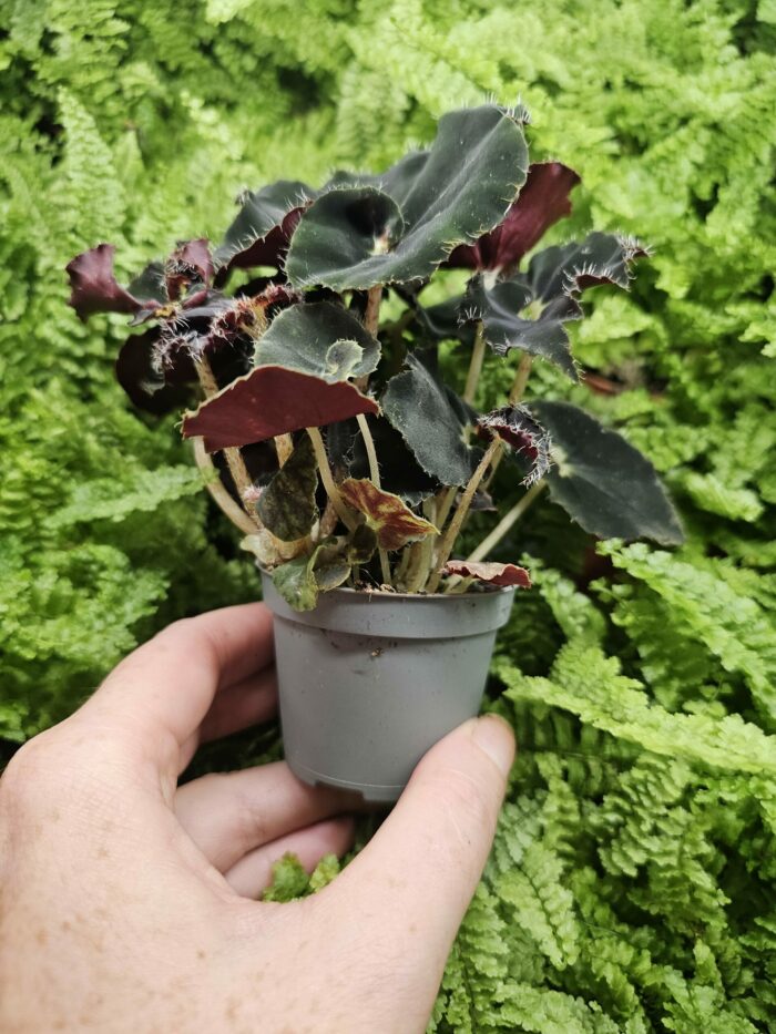 Begonia "halloween "black – Image 2