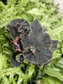 Begonia "halloween "black