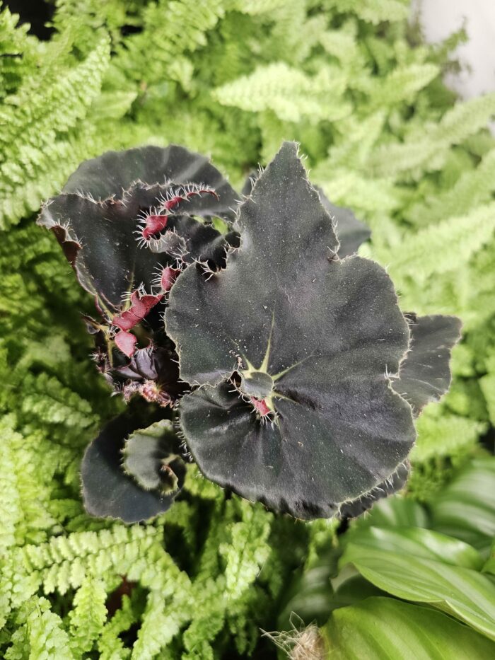 Begonia "halloween "black – Image 3