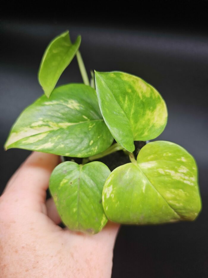 Epipremnum pinnatum 'Aureum' - Pothos – Image 3