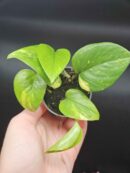 Epipremnum pinnatum 'Aureum' - Pothos